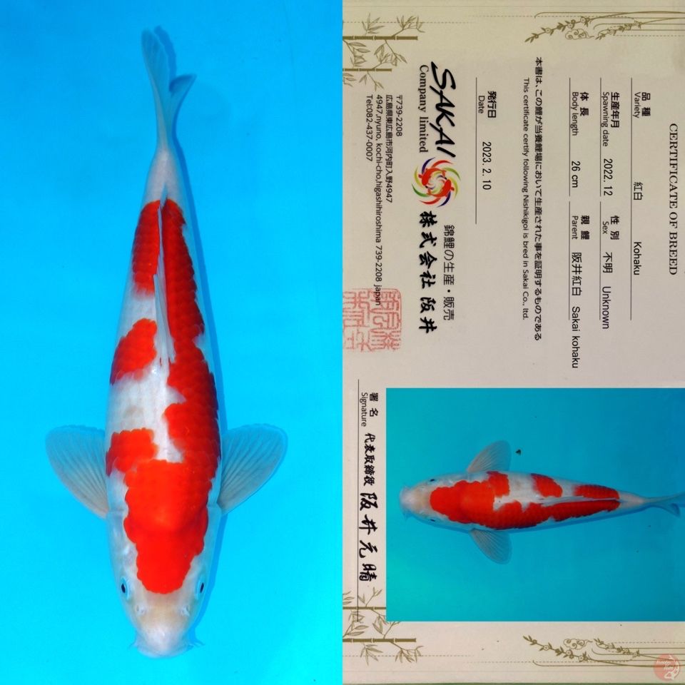 SAKAI INAZUMA KOHAKU SQ 35CM