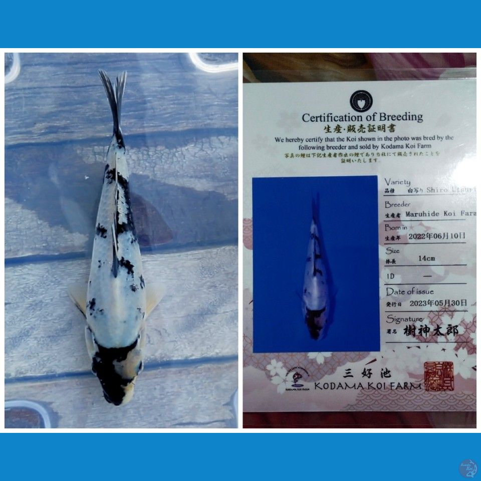 SHIRO UTSURI IMPORT MARUHIDE 25cm