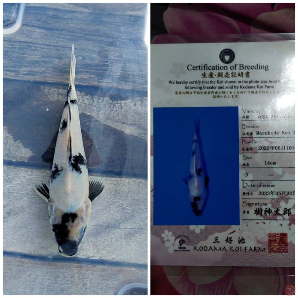 SHIRO UTSURI IMPORT MARUHIDE 22cm