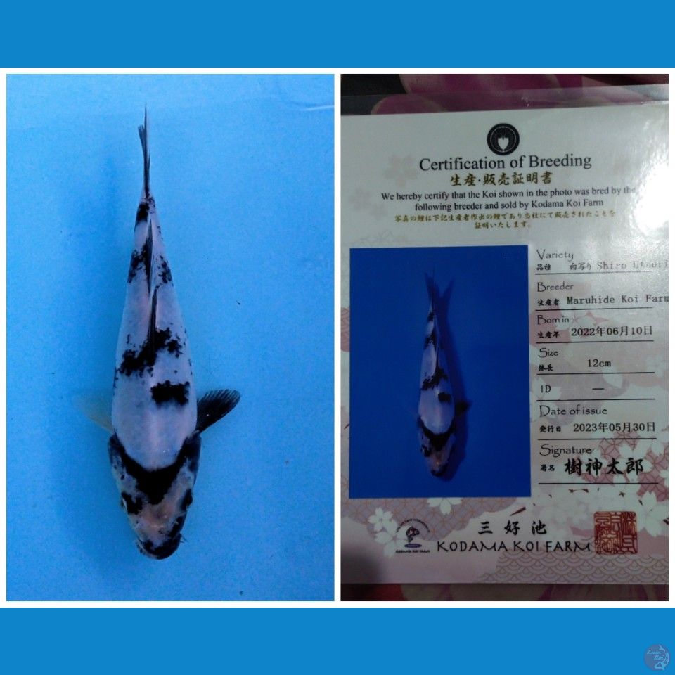 SHIRO UTSURI IMPORT MARUHIDE 20CM BU