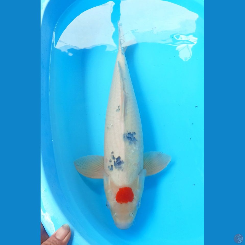 Tancho 53cm male