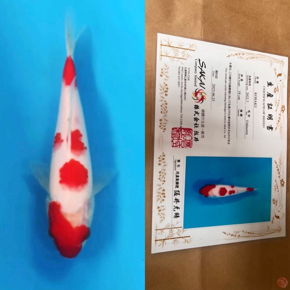 sakai ltd kohaku 25cm