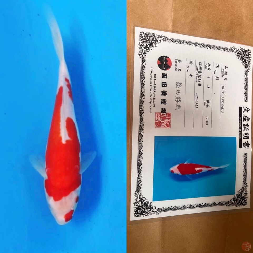 shinoda doitsu kohaku 26cm