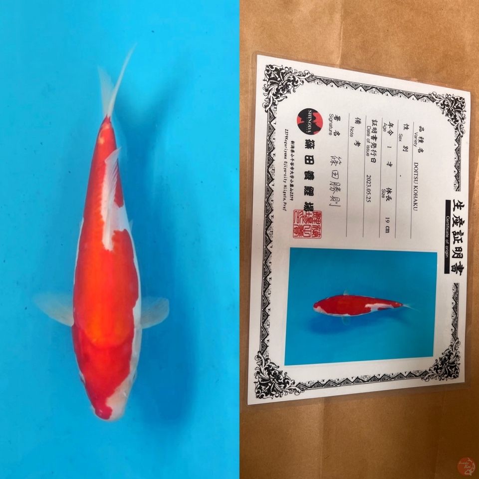 shinoda doitsu kohaku 25cm
