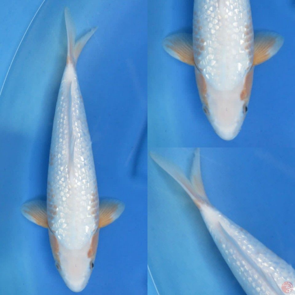 42cm , Spesial Yuki Asagi