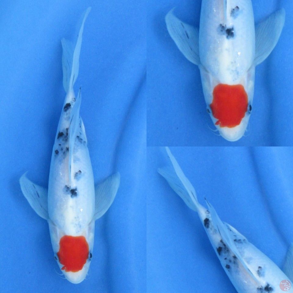30cm , Tancho Kumpay