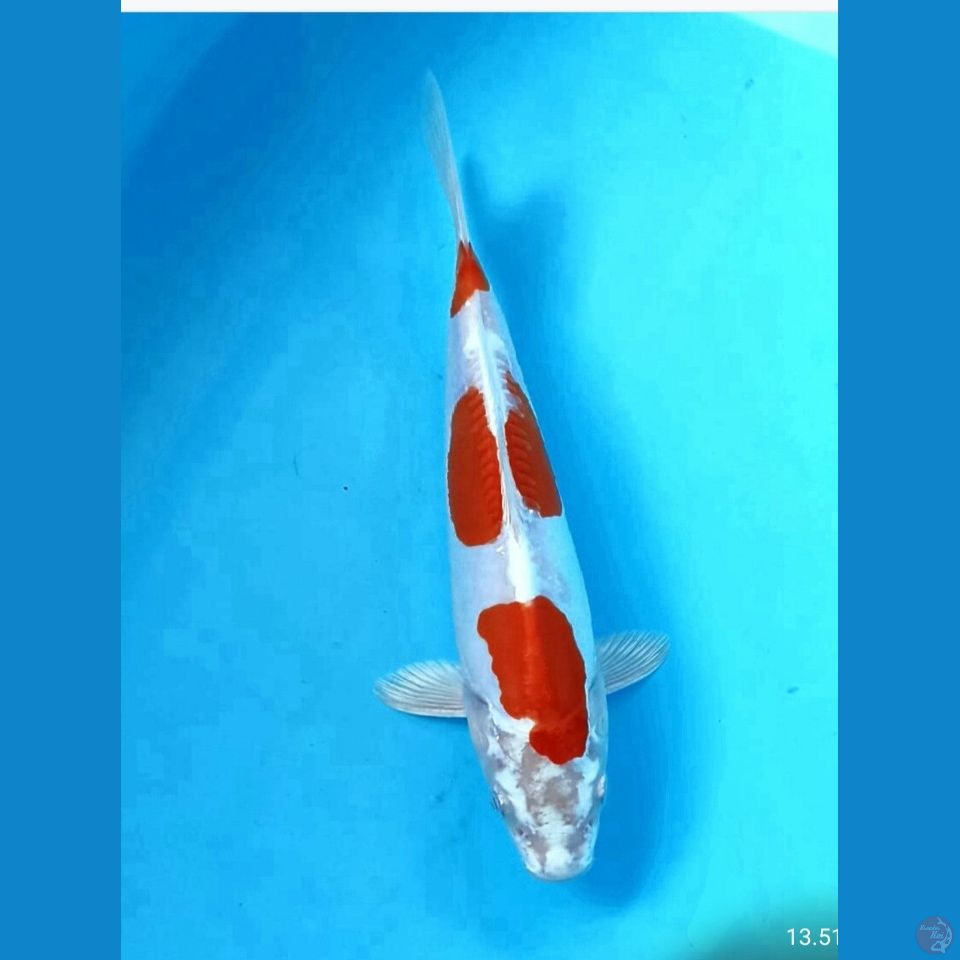 Kikushui 24cm