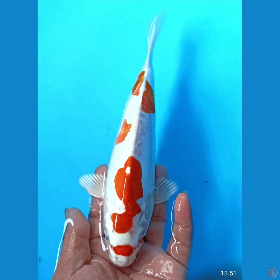 Kikushui 24cm