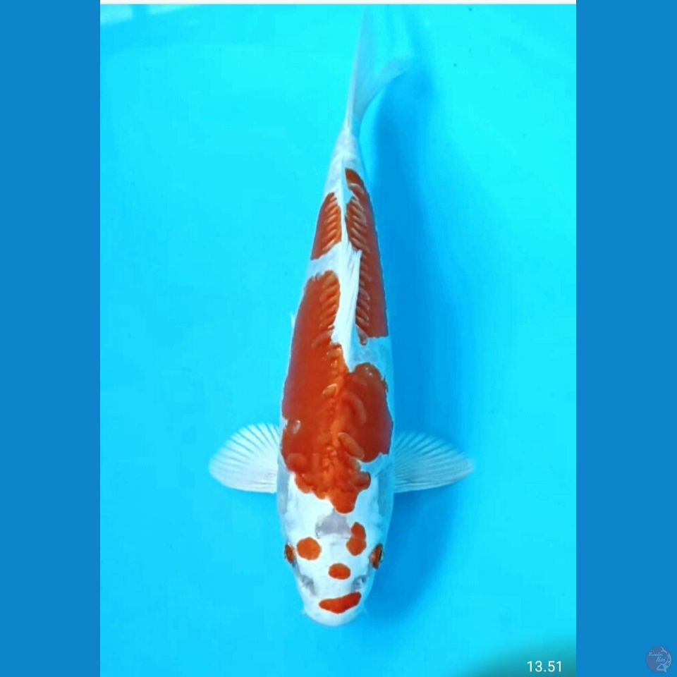 Kikushui 24cm