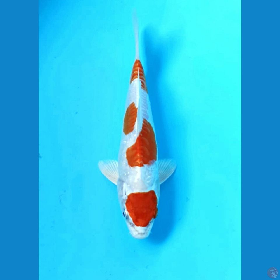 Kikushui 18cm