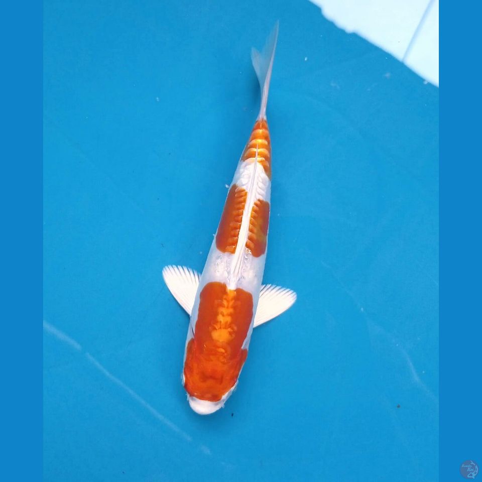 kikushui, 18 cm