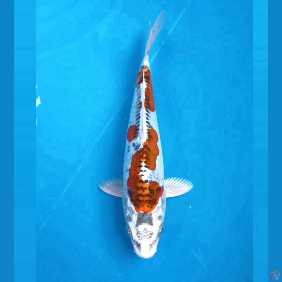kikokuryu, 24 cm