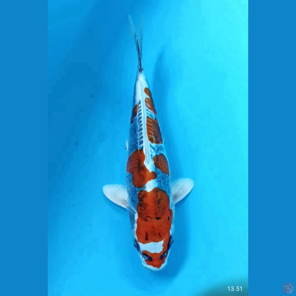 Kiko 20cm
