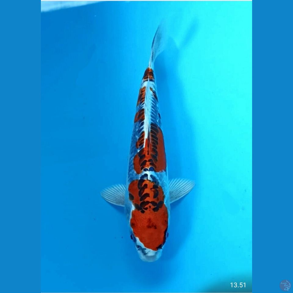 Kiki 22cm
