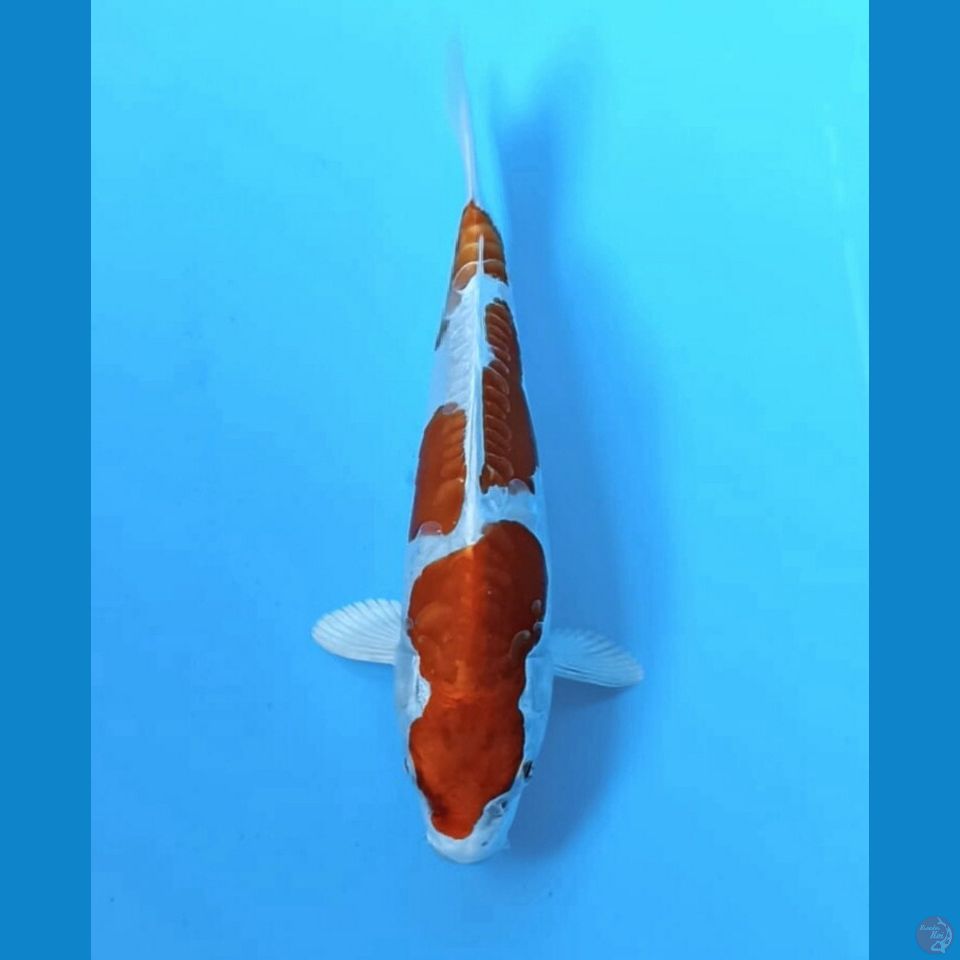 Kikushui 20cm