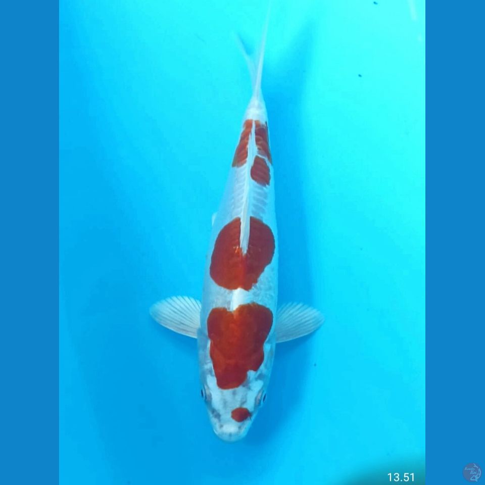 Kikushui 20cm