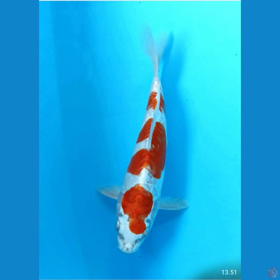 Kikushui 20cm