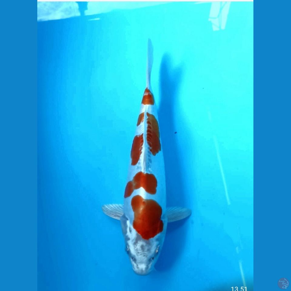 Kikushui 24cm