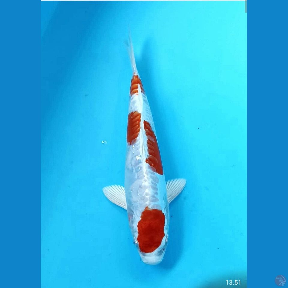 kikushui 22cm