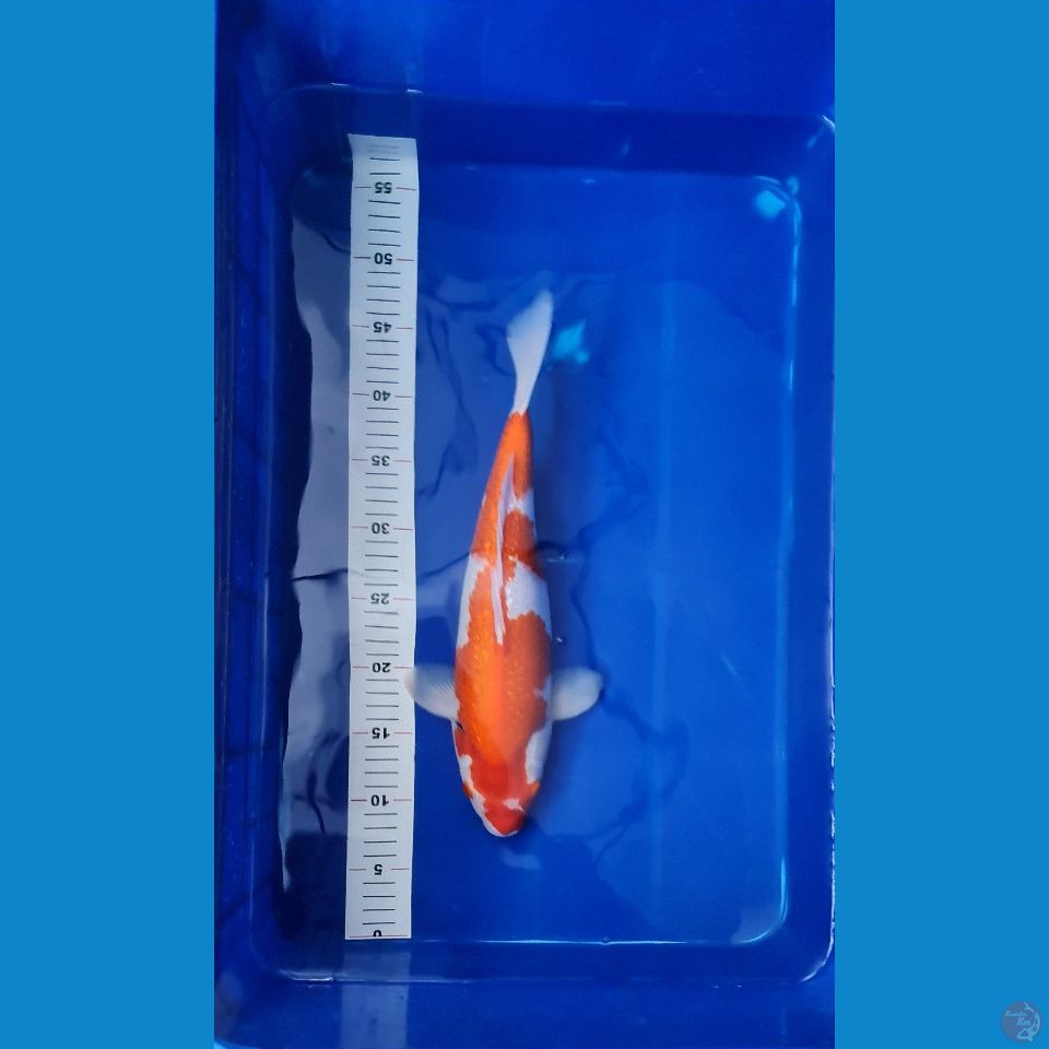 Ginrin Kohaku Maruyama Koi Farm