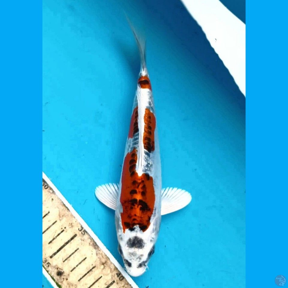 kikokuryu, 21 cm