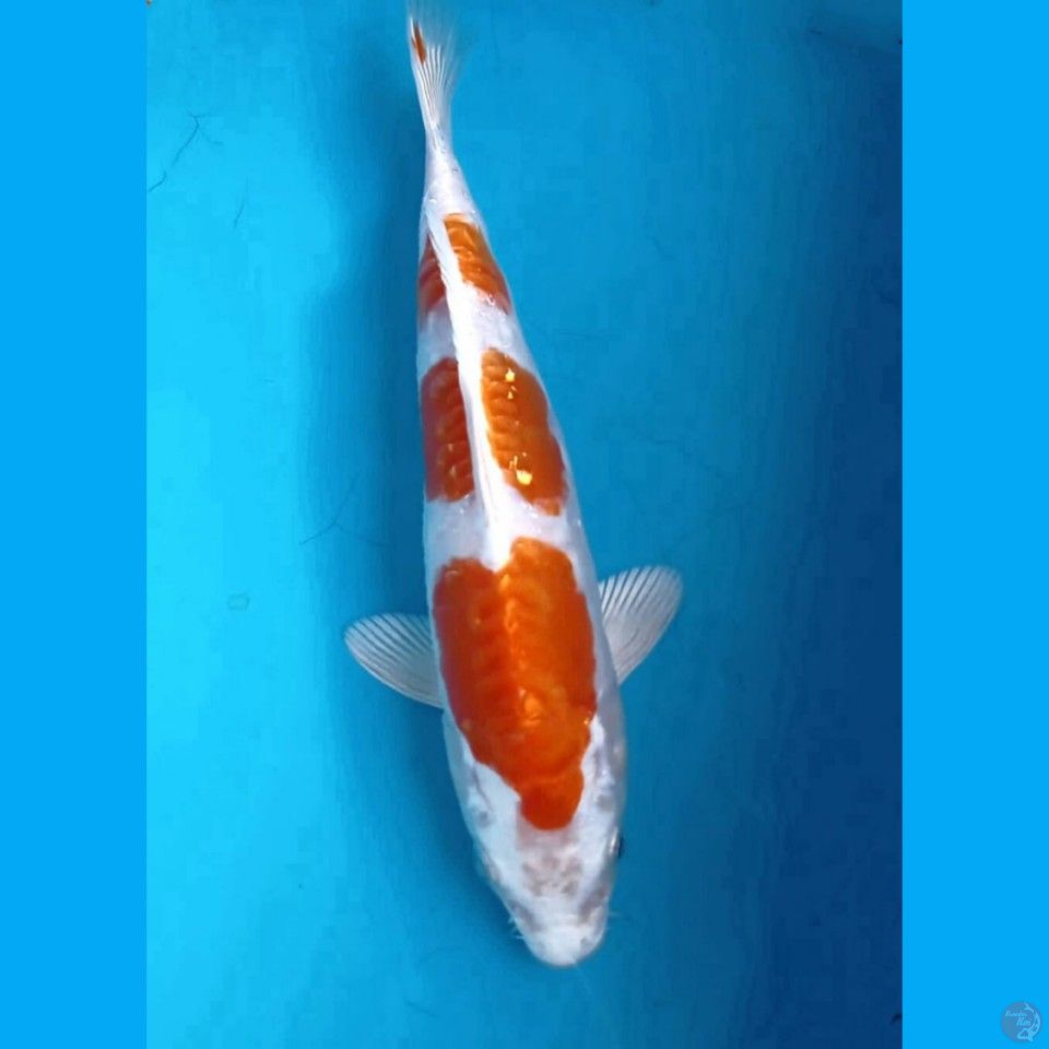 kikushui, 20 cm