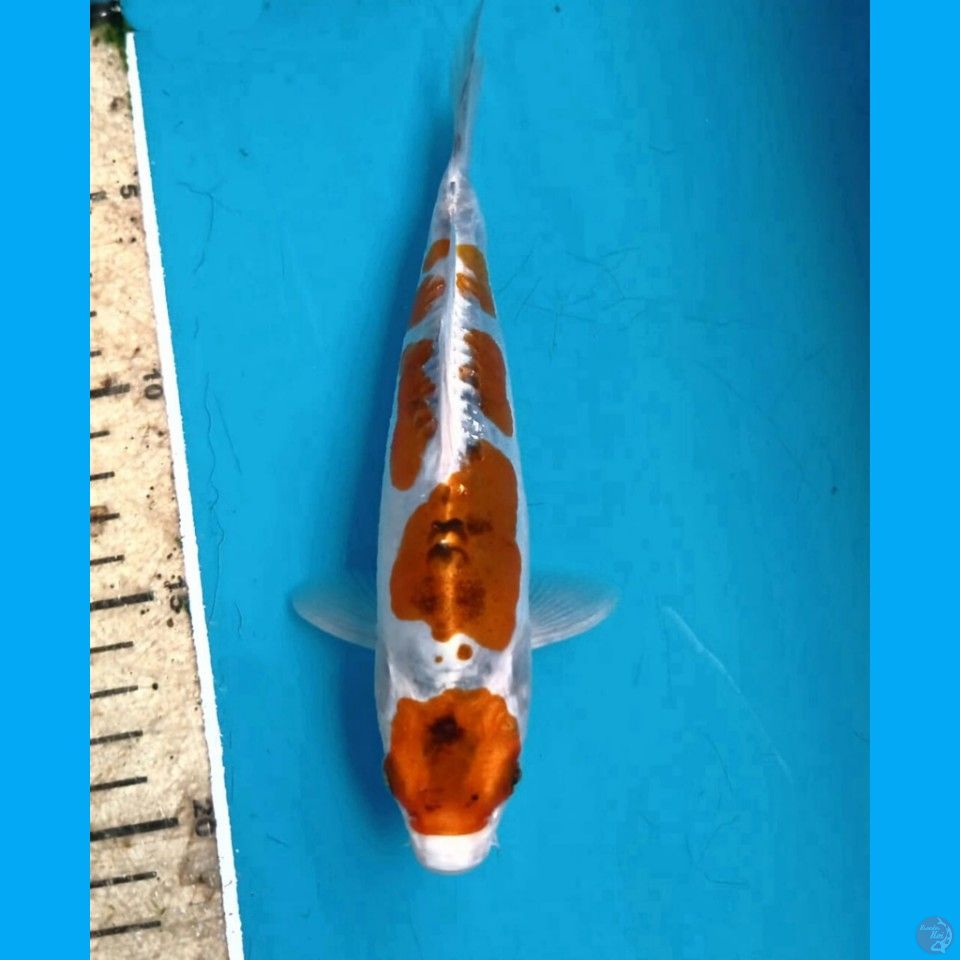 maruten kiko, 18 cm