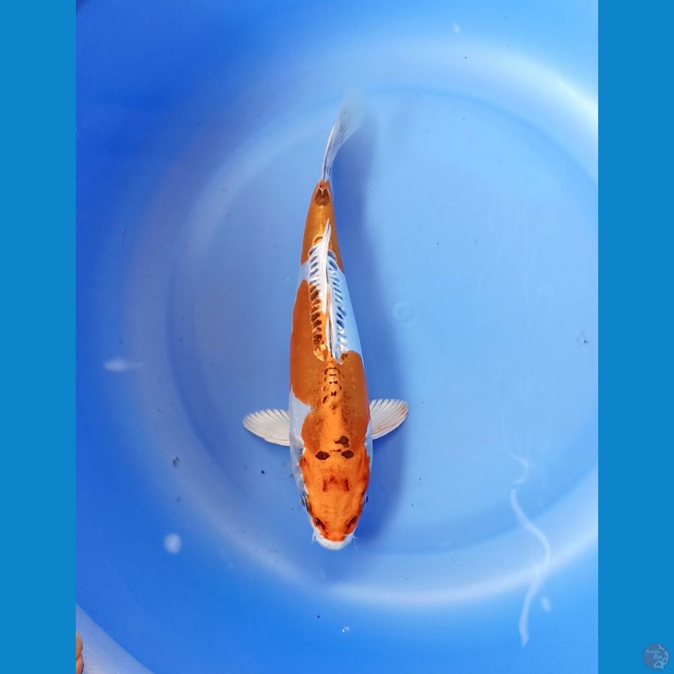 Kiko 21cm
