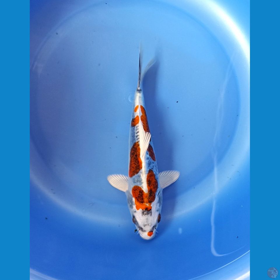 kiko 20cm