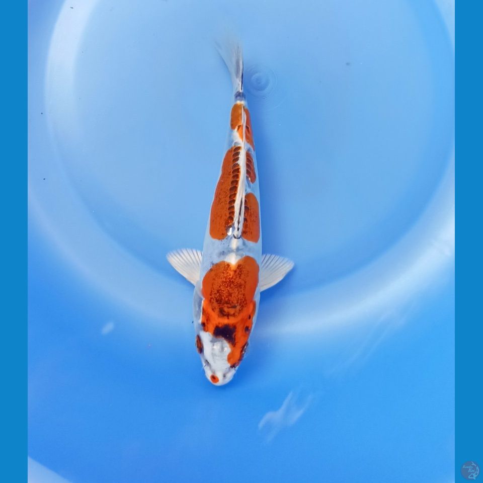 Kiko 18cm