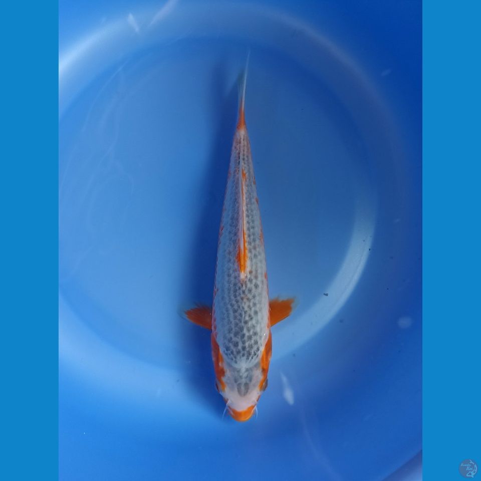 Asagi 24cm