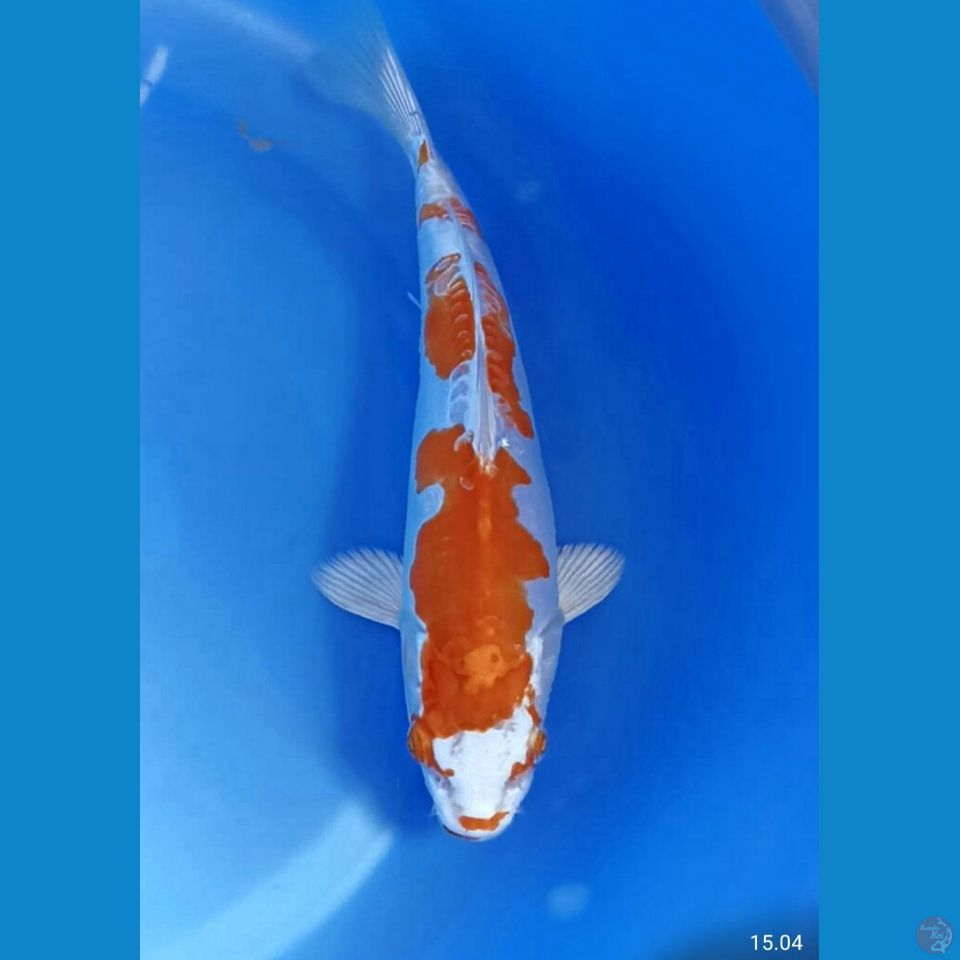 Kikushui 20cm