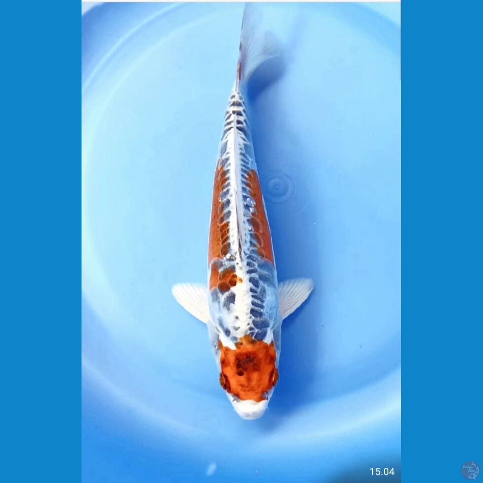 Kiko 20cm