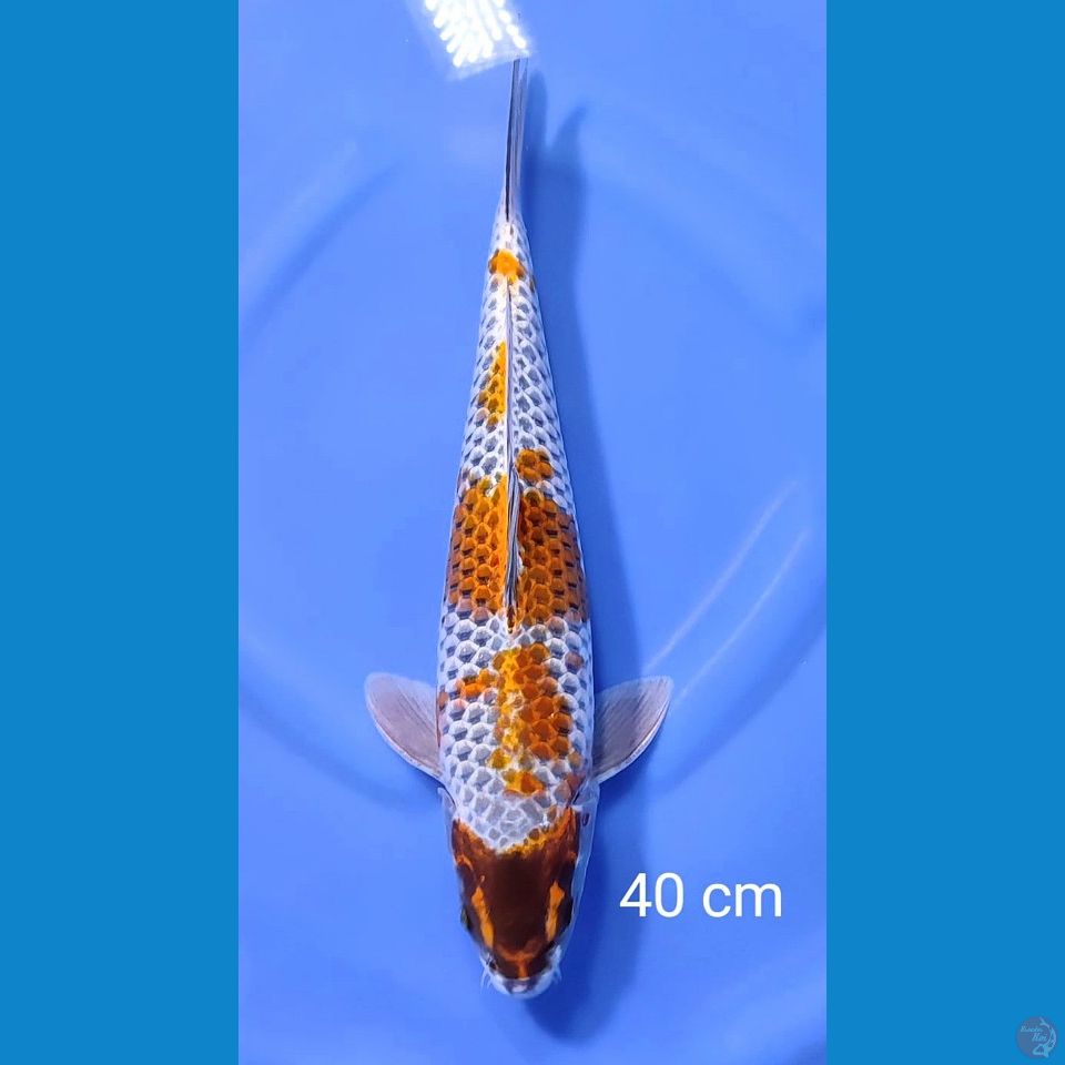 40 cm jumbo kogane ochiba. male