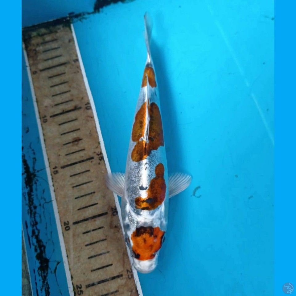 maruten kiko, 21 cm