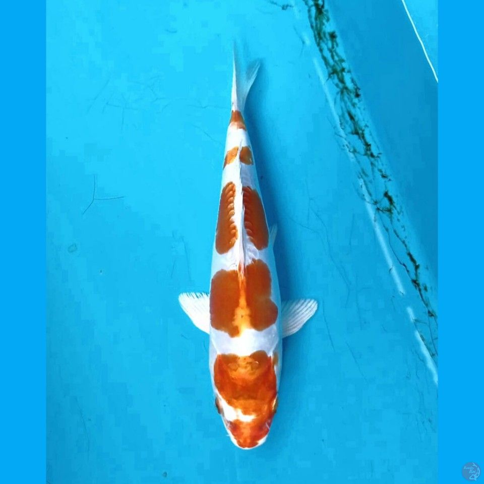 kikushui, 18 cm