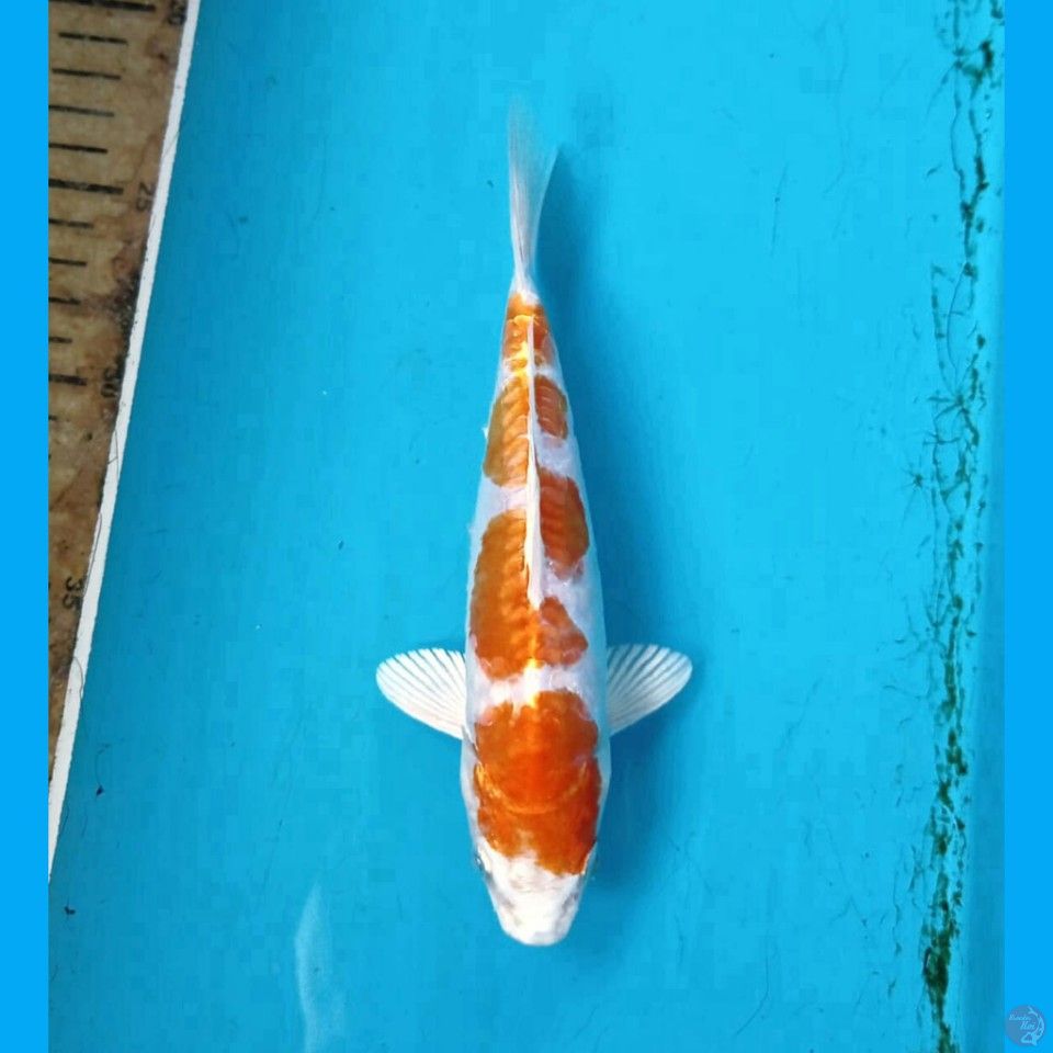 kikushui, 18 cm