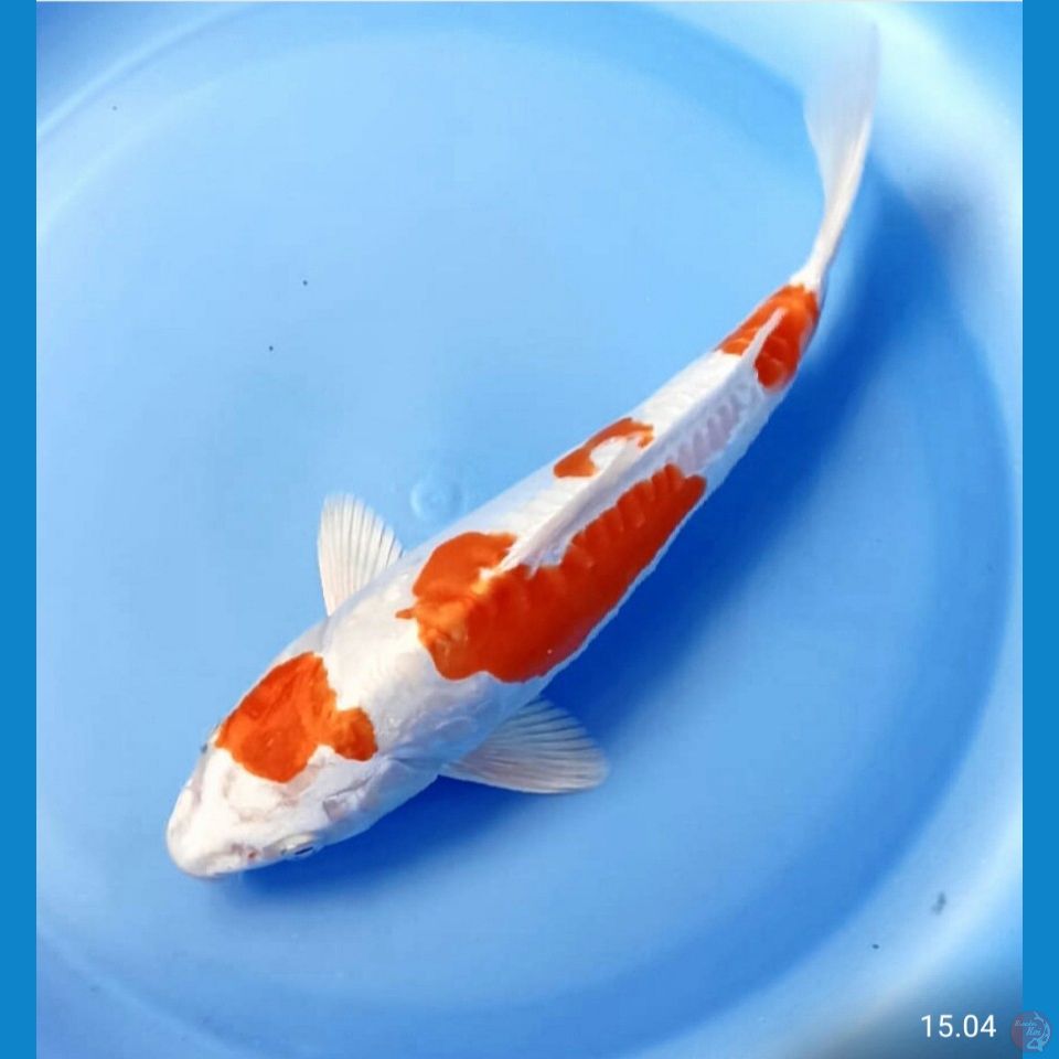Kikushui 21cm
