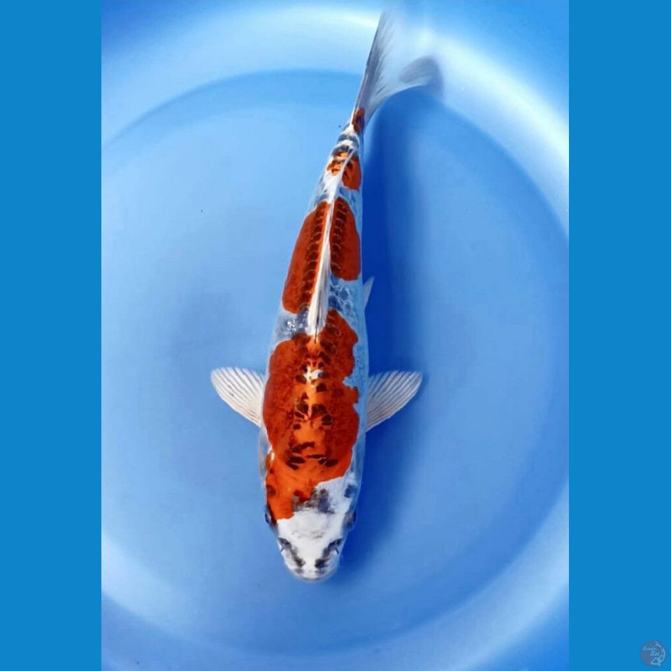 Kiko 22cm
