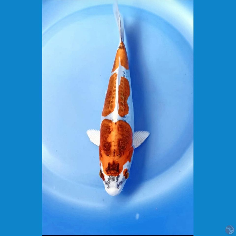 Kiko 22cm