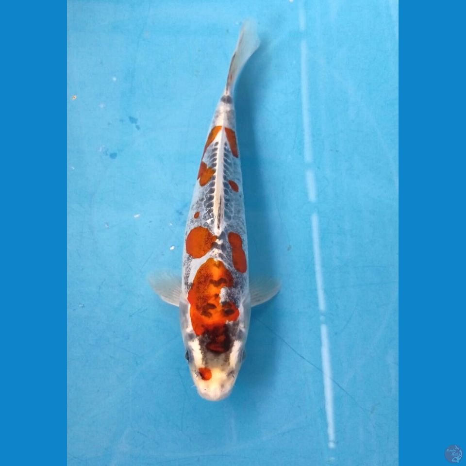 kikokuryu, 22 cm