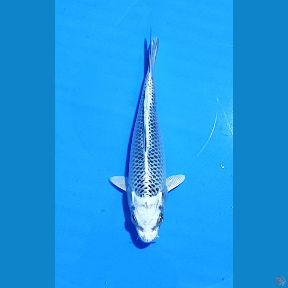 MATSUBA 15CM