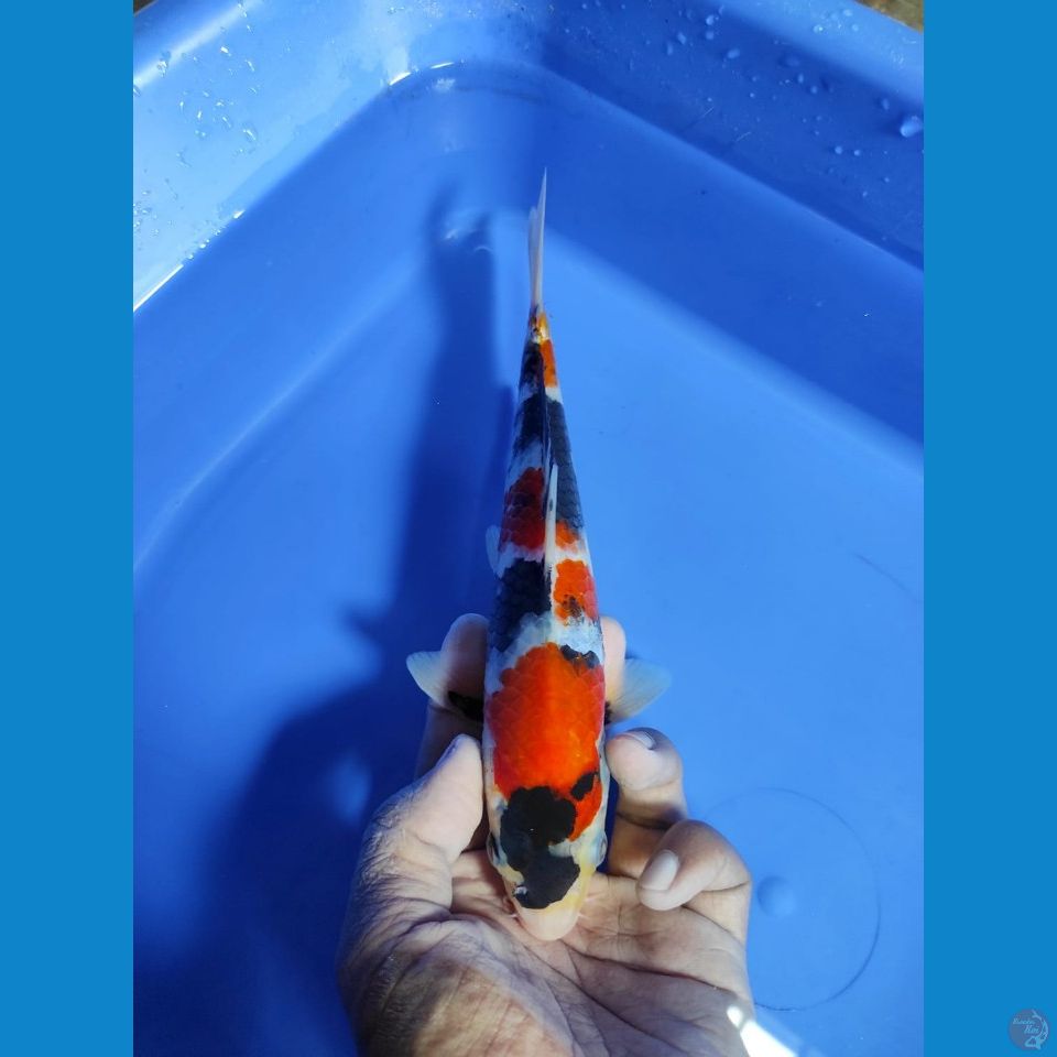 SHOWA 22CM ~ Male