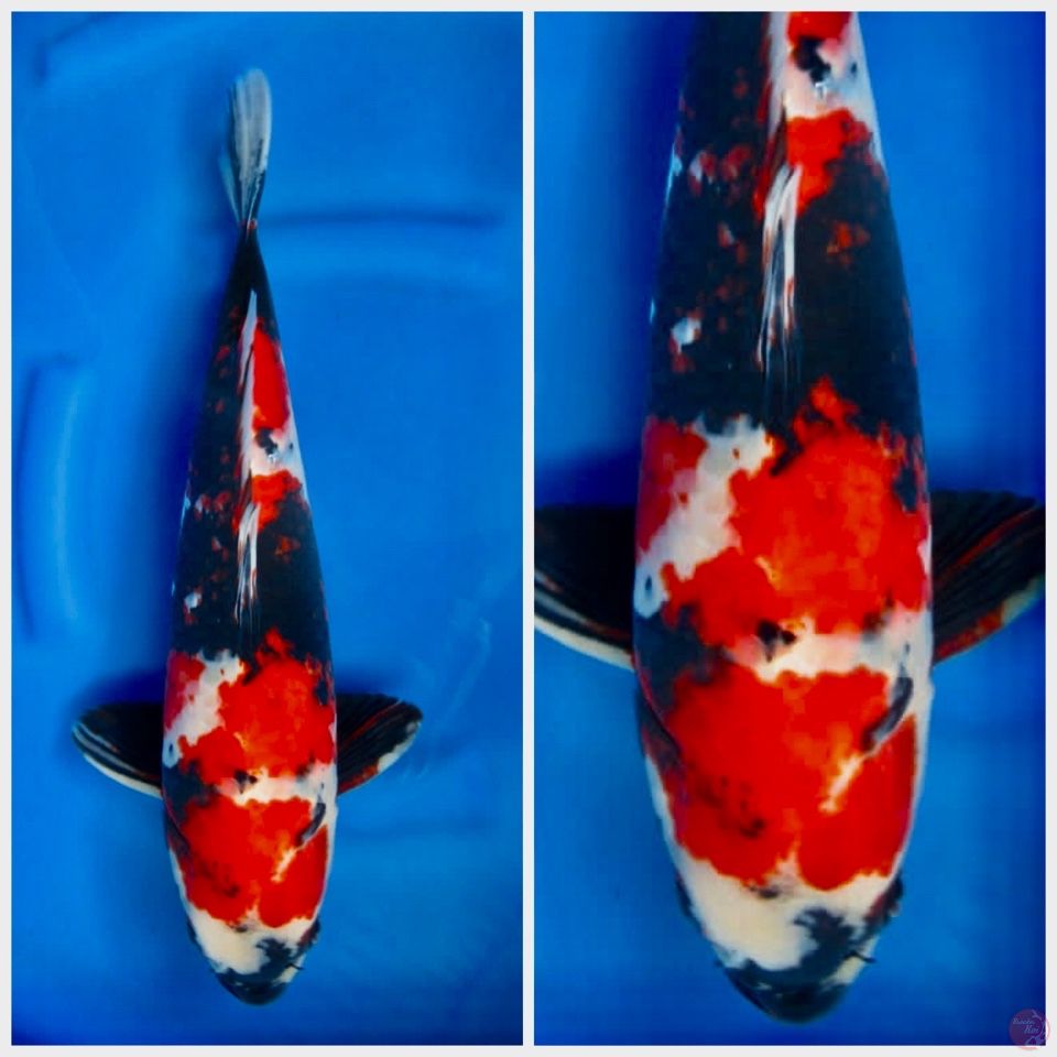 Red Showa 44cm male 