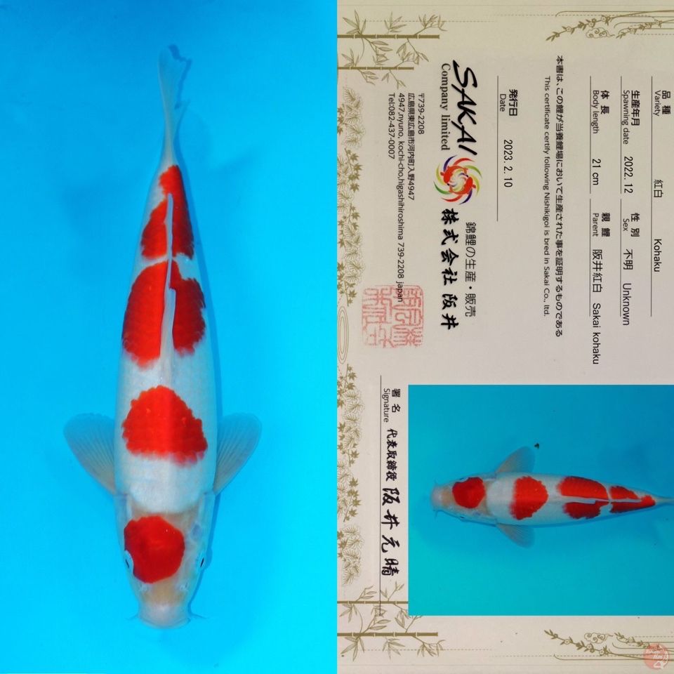 SAKAI YONDAN KOHAKU SQ 33CM