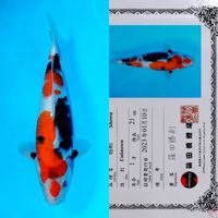 SHINODA SHOWA SANSHOKU HQ 35CM