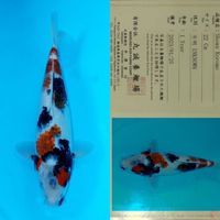 MARUSEI SHOWA KOROMO (RARE) HQ 35CM