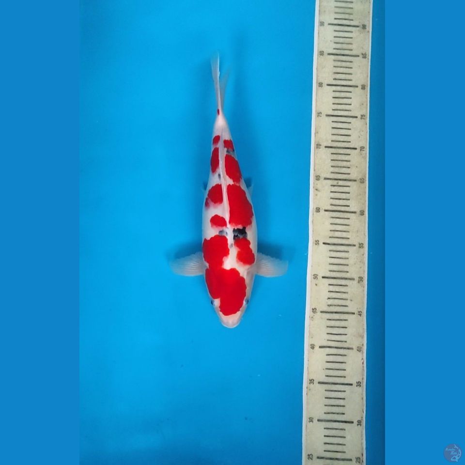 Shortbody Sanke 40cm
