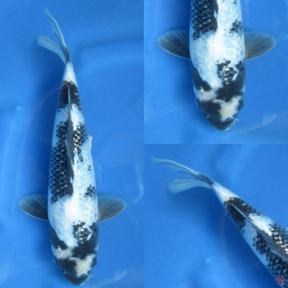 29cm shiro full ginrin