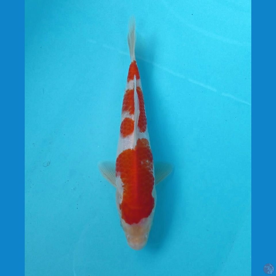 kohaku, 23 cm